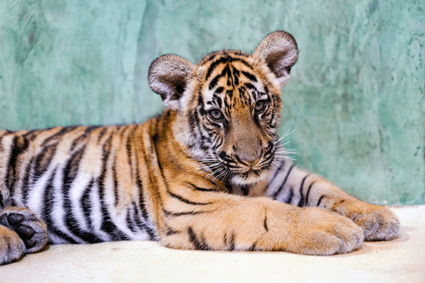 The Unique Tiger Kingdom in Phuket Simba Sea Trips