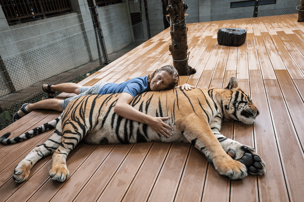 The Unique Tiger Kingdom in Phuket Simba Sea Trips