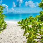 A Koh Tachai beach with white sand, turquoise water, and lush green plants.