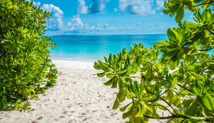 A Koh Tachai beach with white sand, turquoise water, and lush green plants.