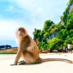 Phi Phi Island The famous Monkey Beach, Thailand | Thailand Must Visit