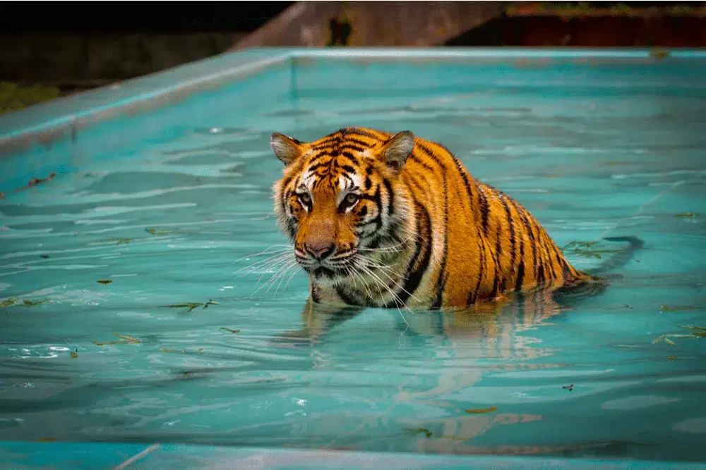The Unique Tiger Kingdom in Phuket Simba Sea Trips
