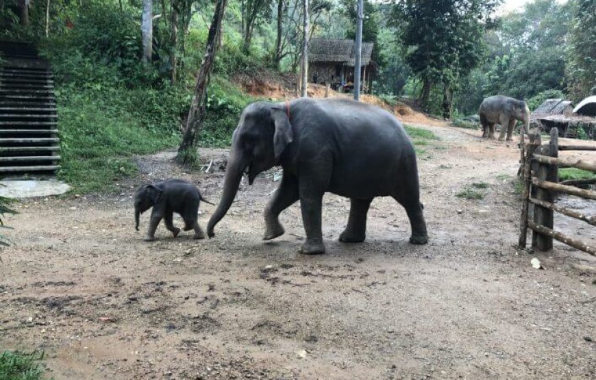 Simba’s Jungle Trip 2 Day 1 Night