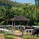 Phuket’s Elephant Sanctuaries – Which Are the Most Ethically Preferred