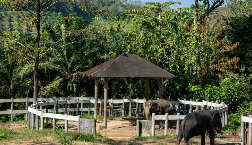 Phuket’s Elephant Sanctuaries – Which Are the Most Ethically Preferred