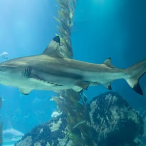 A blacktip reef shark swimming through the clear waters at Maya Bay