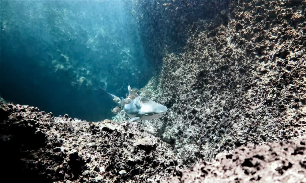 A blacktip reef shark glides through the phi phi islands