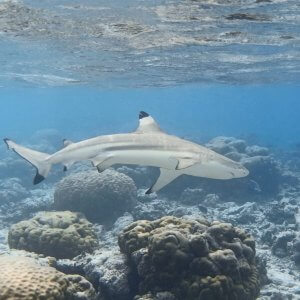 A blacktip reef shark circles the reef around Maya Bay